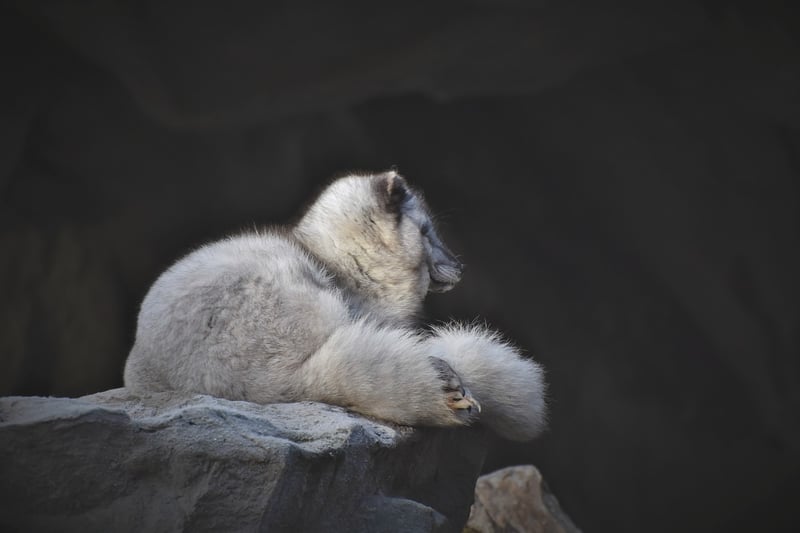 Kitsune